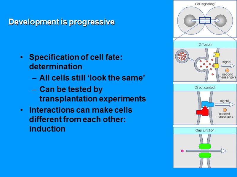 Development is progressive Specification of cell fate: determination All cells still ‘look the same’ Development is progressive Specification of cell fate: determination All cells still ‘look the same’